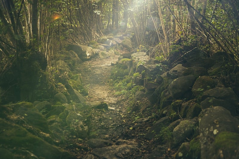 Forest Greenery