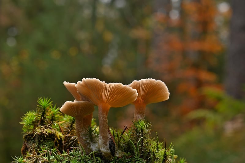 Forest Mushrooms
