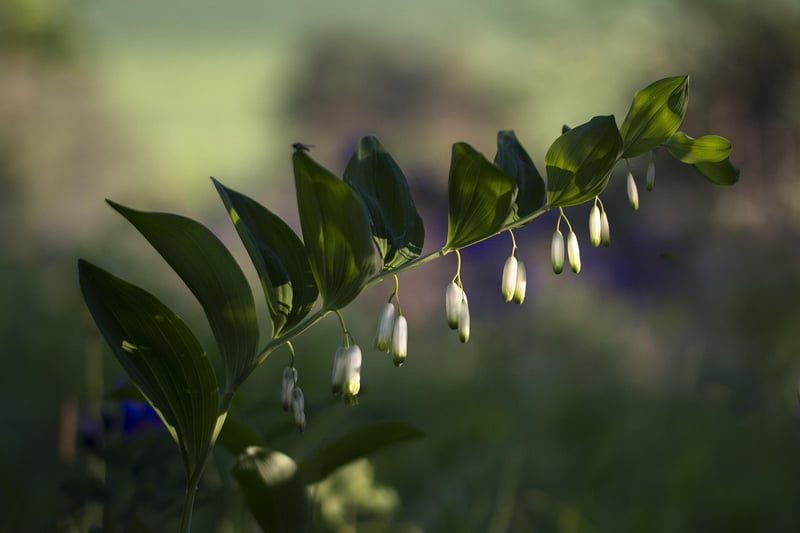 Wildflowers