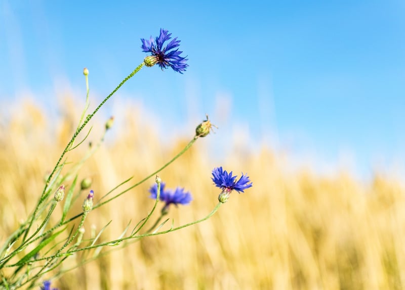 Wildflower Dish